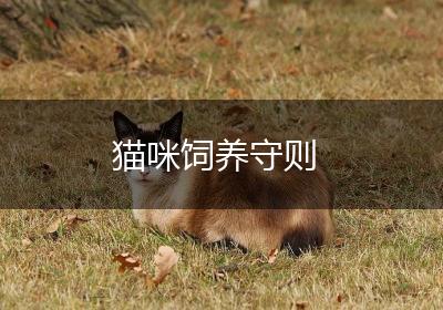 猫咪饲养守则