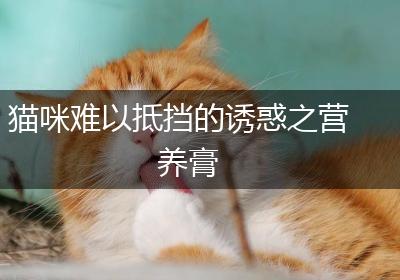 猫咪难以抵挡的诱惑之营养膏
