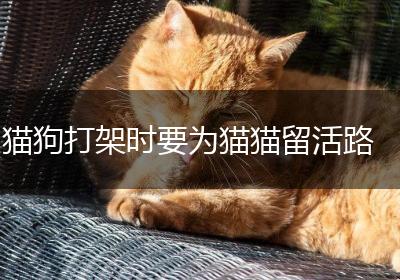 猫狗打架时要为猫猫留活路