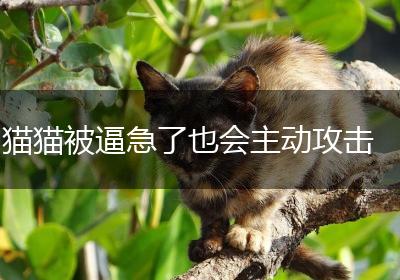 猫猫被逼急了也会主动攻击