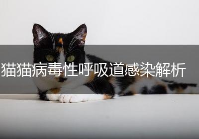 猫猫病毒性呼吸道感染解析