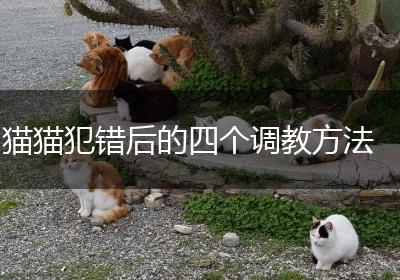 猫猫犯错后的四个调教方法