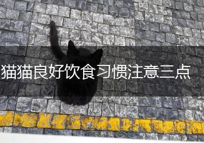 猫猫良好饮食习惯注意三点
