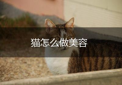 猫怎么做美容