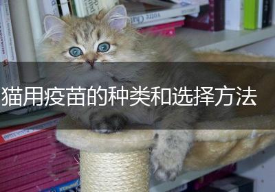 猫用疫苗的种类和选择方法