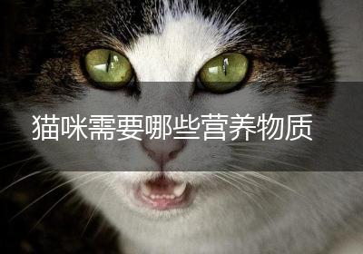 猫咪需要哪些营养物质