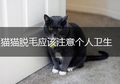 猫猫脱毛应该注意个人卫生