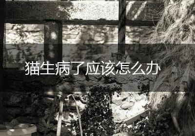 猫生病了应该怎么办
