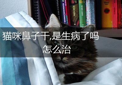 猫咪鼻子干,是生病了吗怎么治