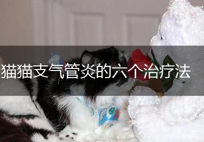 猫猫支气管炎的六个治疗法