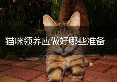 猫咪领养应做好哪些准备