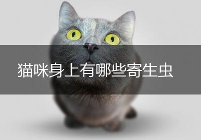 猫咪身上有哪些寄生虫