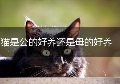 猫是公的好养还是母的好养