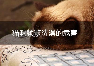 猫咪频繁洗澡的危害