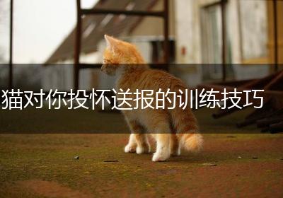 猫对你投怀送报的训练技巧