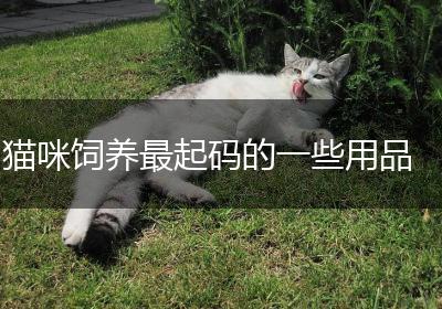 猫咪饲养最起码的一些用品