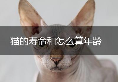 猫的寿命和怎么算年龄