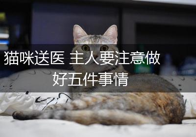 猫咪送医 主人要注意做好五件事情