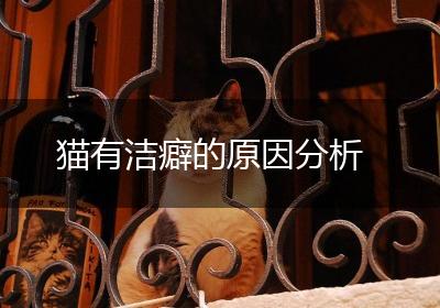 猫有洁癖的原因分析