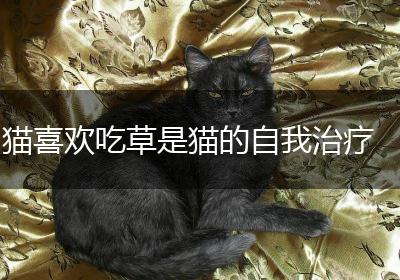 猫喜欢吃草是猫的自我治疗
