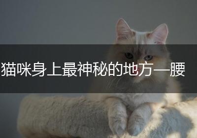 猫咪身上最神秘的地方—腰