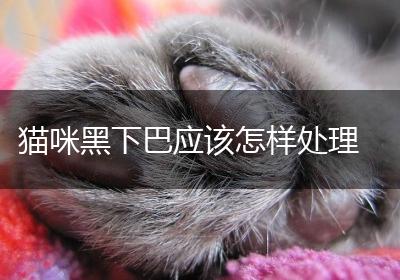 猫咪黑下巴应该怎样处理