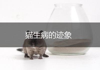 猫生病的迹象