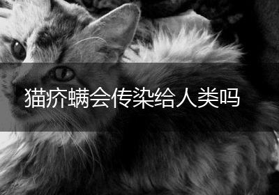 猫疥螨会传染给人类吗