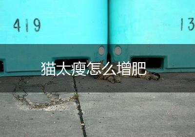 猫太瘦怎么增肥