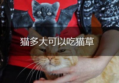 猫多大可以吃猫草