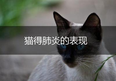 猫得肺炎的表现