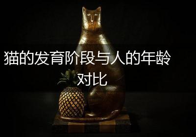 猫的发育阶段与人的年龄对比