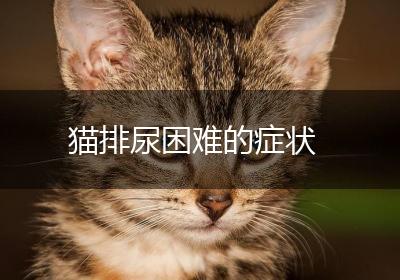 猫排尿困难的症状