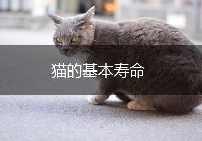 猫的基本寿命