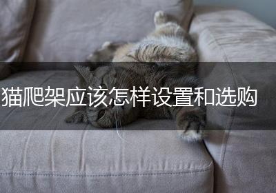 猫爬架应该怎样设置和选购