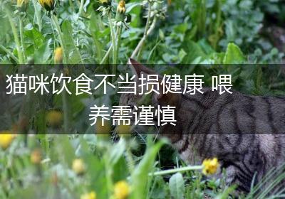 猫咪饮食不当损健康 喂养需谨慎