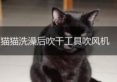 猫猫洗澡后吹干工具吹风机
