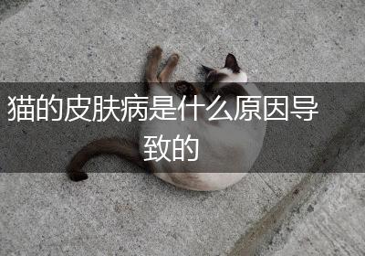 猫的皮肤病是什么原因导致的