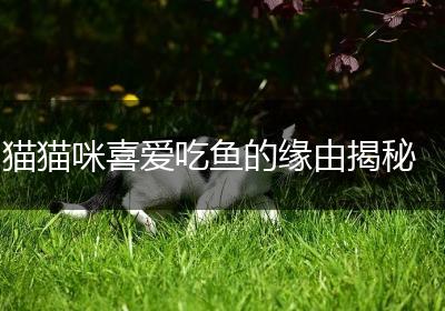 猫猫咪喜爱吃鱼的缘由揭秘