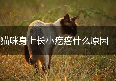 猫咪身上长小疙瘩什么原因