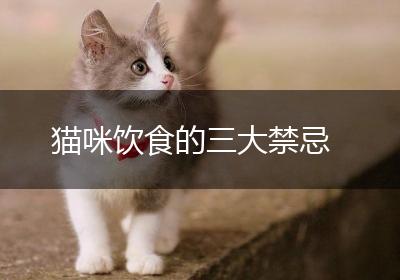 猫咪饮食的三大禁忌