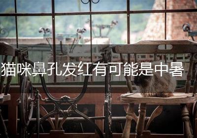 猫咪鼻孔发红有可能是中暑