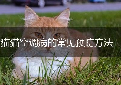猫猫空调病的常见预防方法