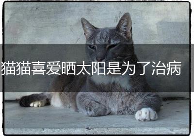 猫猫喜爱晒太阳是为了治病