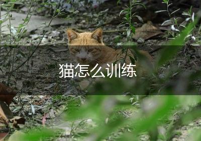 猫怎么训练