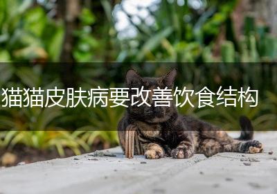 猫猫皮肤病要改善饮食结构