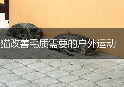 猫改善毛质需要的户外运动