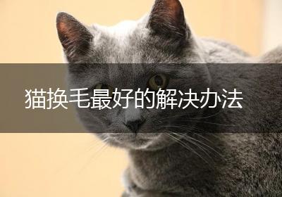 猫换毛最好的解决办法