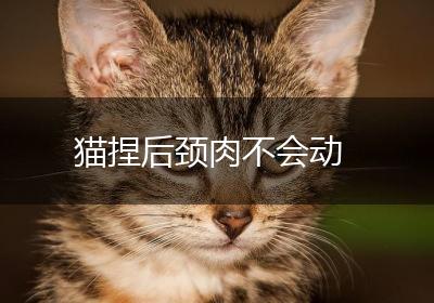 猫捏后颈肉不会动