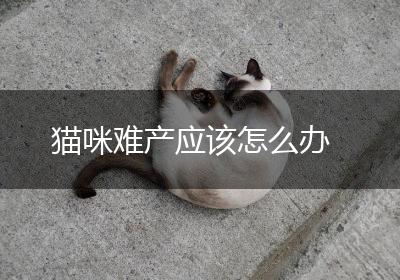 猫咪难产应该怎么办